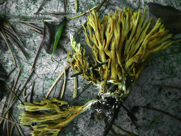 Ramaria sp.